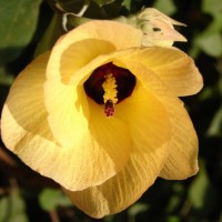 Hibiscus tiliaceus L.